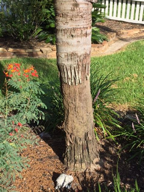 Apply a fungicide to prevent further infection on look for: Queen Palm Help! - DISCUSSING PALM TREES WORLDWIDE - PalmTalk