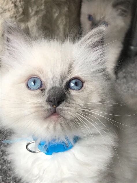 Adorable Pure Ragdoll Kitten In Stockport Manchester Gumtree