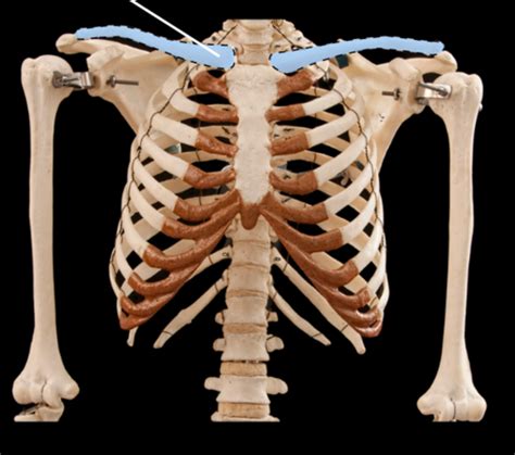 Appendicular Skeleton Pectoral Girdle Flashcards Quizlet