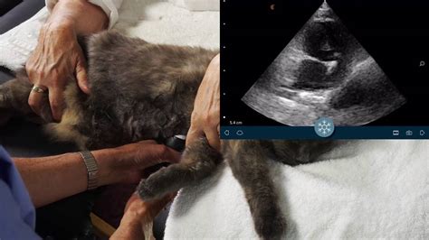 Clarius Vet Cat Cardiac Ultrasound Tutorial Youtube
