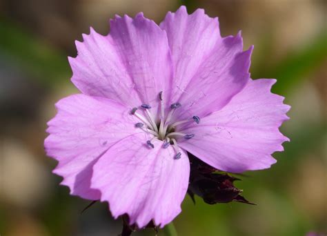 Clusterhead, Carthusian Pink 'Rupert's Pink' (Dianthus carthusianorum) | Pink dianthus, Planting ...