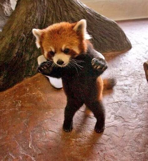 18 Best Images About Red Pandas On Pinterest Happy Puppy Happy And