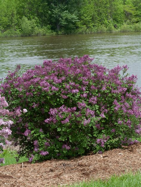 Shrub Plantssyringa Bloomerang Dark Purple Reblooming Lilac Proven