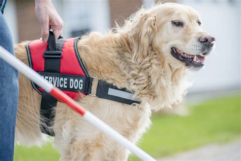 What Are Assistance Dogs Used For