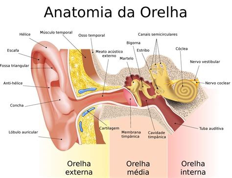 Como Funciona A Audicao