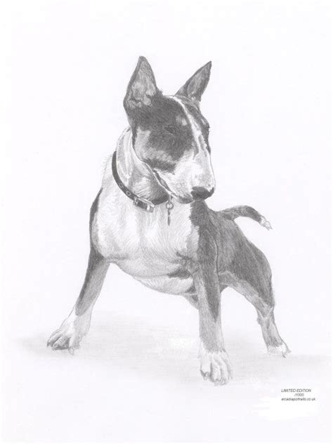 Bull Terrier 2 Dog Limited Edition Art Drawing Print Signed By Uk