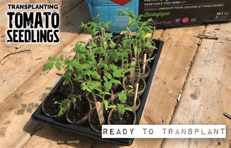 Transplanting Precious Tomato Seedlings Into Bigger Containers