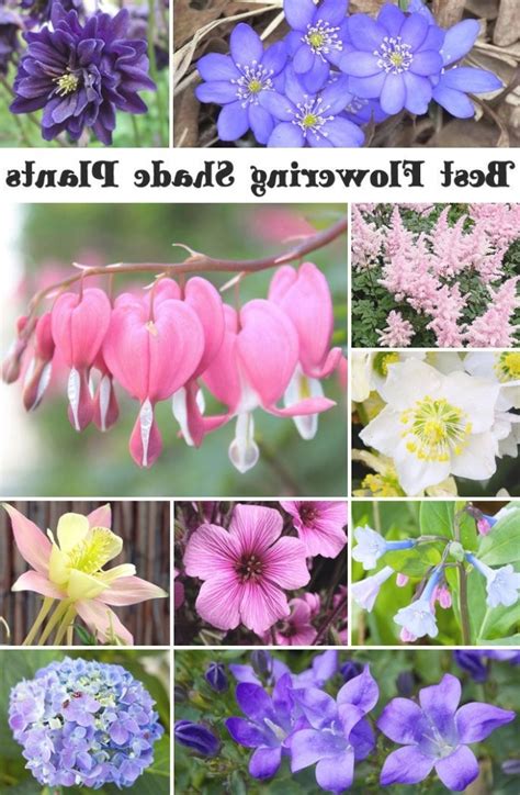 25 Inspirations Of Spring Shade Perennial Flowers