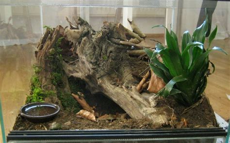 A wide variety of jumping spider toy options are available to you, such as event & party item type. Jumping spiders as pet [Jumping Spider Care Sheet ...