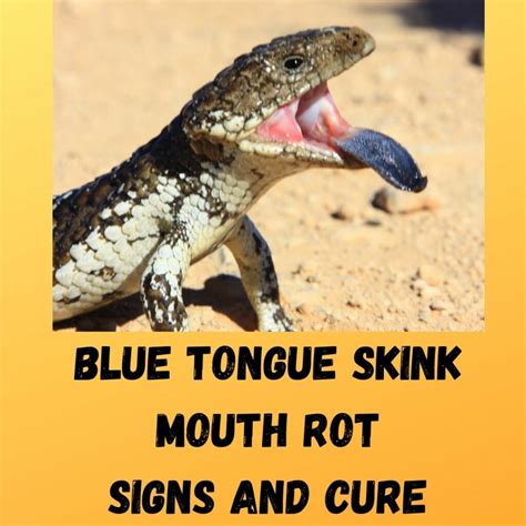 Blue Tongue Skink Mouth Rot 5 Signs And Cure