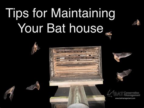 How To Maintain Your Bat House Bat Conservation And Management Inc