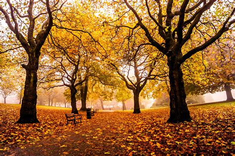 壁紙，季节，秋季，公园，英格兰，英国，sheffield Weston，葉，树，大自然，下载，照片