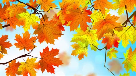 Autumn Leaves Hd Hd Nature 4k Wallpapers Images Backgrounds Photos