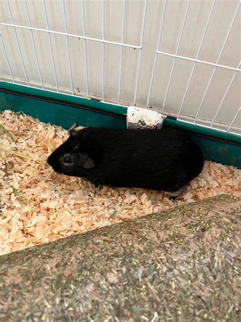Two Female Guinea Pigs Small Animals For Rehoming Markham York