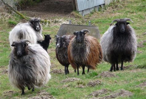 The animals have hair who are born from womb, but do not have hairs who are from fish or other water borne animals. Animals With The Most Impressive Hair You've Ever Seen