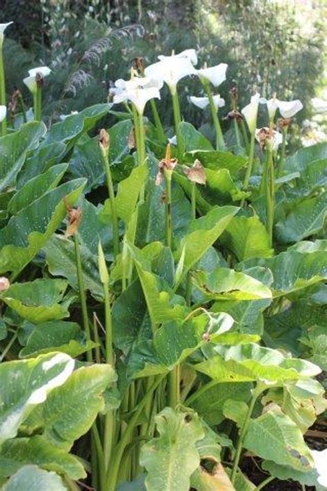 Zantedeschia Aethiopica Hercules Devil Mountain Wholesale Nursery