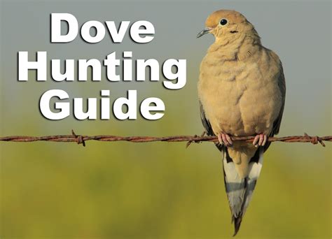 Dove Hunting The Basics Of A Great Hunt