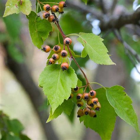 Undefined Hawthorn Tree Washington Hawthorn Tree Potted Trees