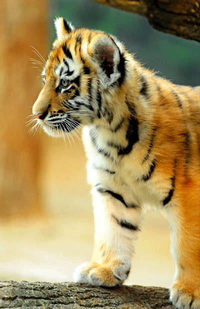 ~~baby Tiger Cub Milwaukee County Zoo~~ The Style Page