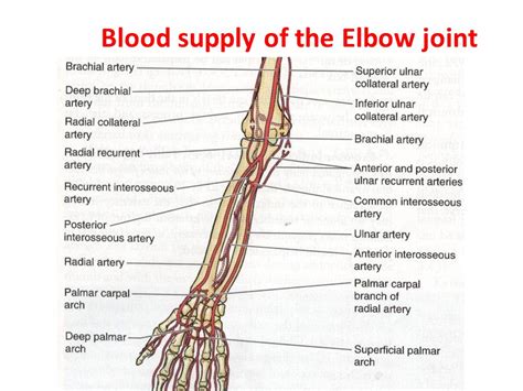Elbow Joint Anatomy Function Mobile Physiotherapy Clinic 2022