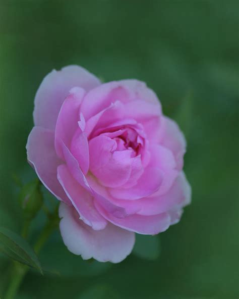 Pink Perfection 4 Photograph By Ann Cd Poole Photography Fine Art America