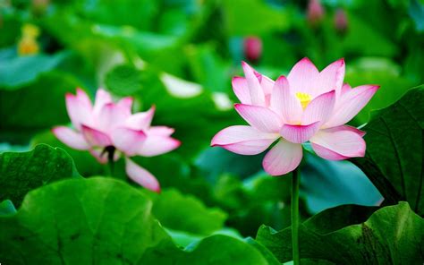 Lotus Flower Wallpapers Wallpaper Cave