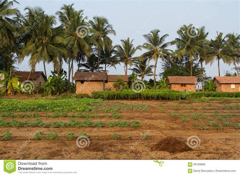Indian Village Fresh Land And Brick Houses Stock Photo Image Of