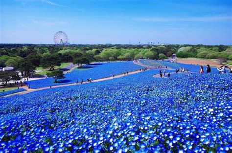 Things To See In Japan Hitachi Seaside Park An