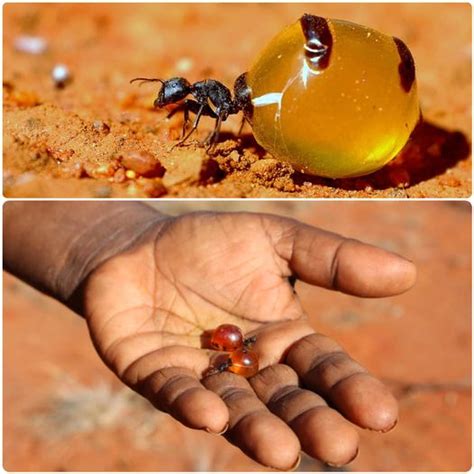 Honeypot Ants The Worlds Only Honey Producing Ants Photos Education Nigeria
