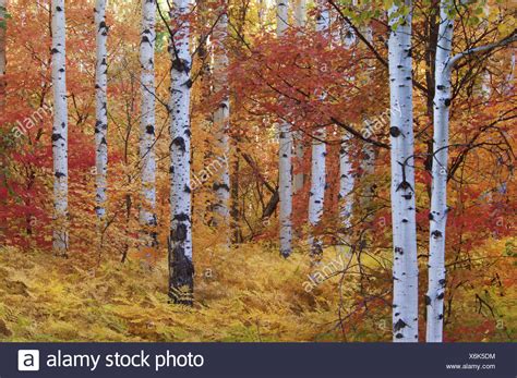 Rocky Mountain Maple Tree Aspen High Resolution Stock Photography And