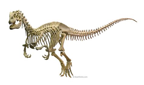 Allosaurus Skeleton Diagram Skull Of Mounted Allosaurus Skeleton Usnm At The National