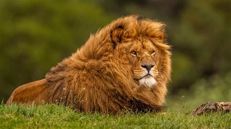 Adult Lion Hd Animals 4k Wallpapers Images Backgrounds Photos And