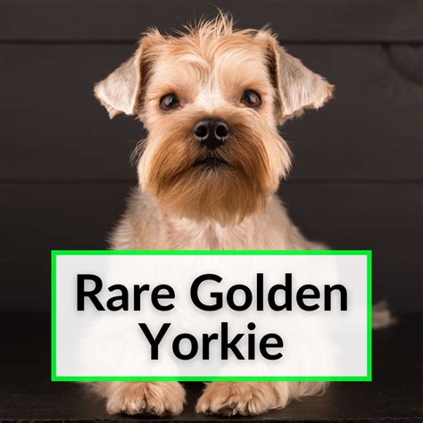Rare Golden Yorkie Plus Blonde And Gold Dust Yorkies