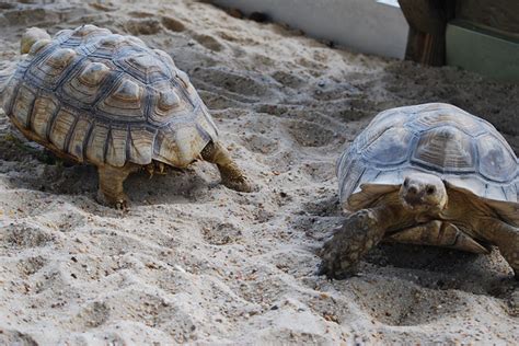Sulcata Tortoises The Social Giants Of The Tortoise World Reptilecity