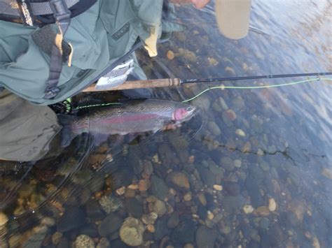 Irideus Fly Fishing Products The Steelhead Life Is The Good Life