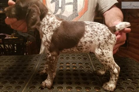 Most buses to lansing, mi now have air conditioning, sockets and wifi (mostly free of charge). Saddles: German Shorthaired Pointer puppy for sale near Lansing, Michigan. | 5ed51e6e-79e1