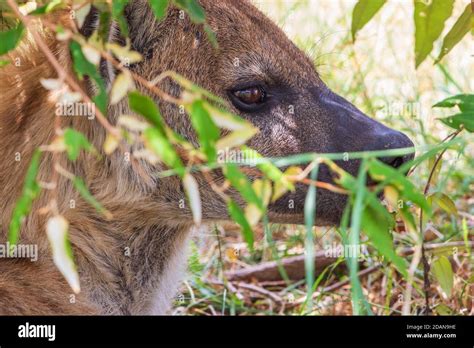Resting Hyena In The Shade Stock Photo Alamy
