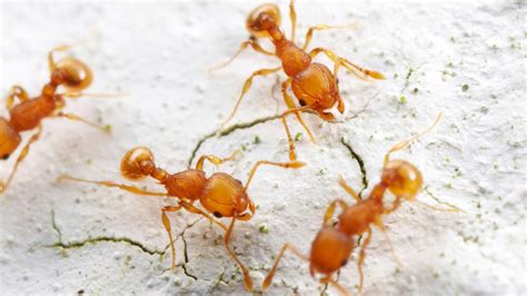 Invasive Foreign Ants Becoming Dominant Species In Florida Says New