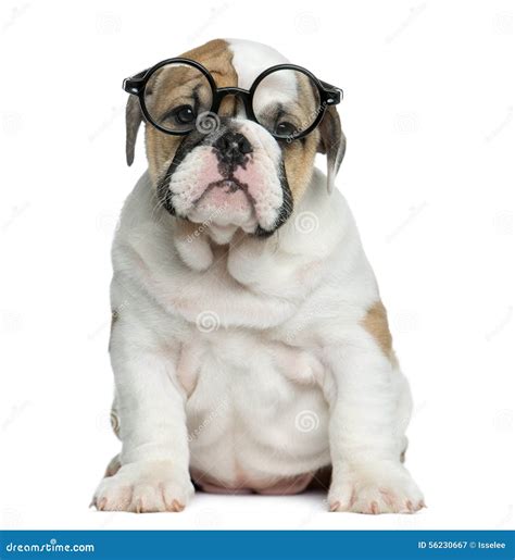 English Bulldog Puppy Wearing Glasses Stock Image Image Of Fashion