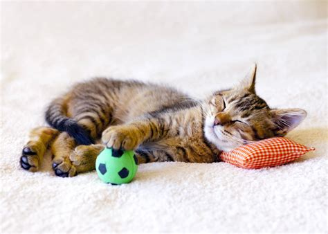 Wenn mieterinnen mit katze im erdgeschoß wohnen, so kann normalerweise der hausflur für das tier freigegeben werden, damit es in den garten und wieder in die wohnung hineingelangen kann. Die Wohnung katzengerecht gestalten › HeimHelden