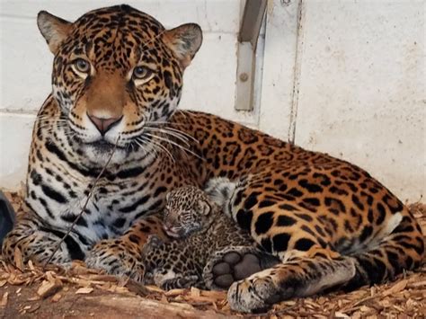 Elmwood Park Zoos Jaguar Cubs Are A Nice Surprise Zooborns