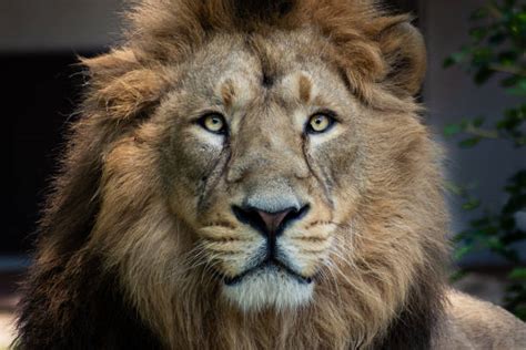 Lion Face Stock Photos Pictures And Royalty Free Images Istock