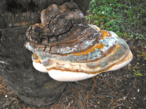 Identifying palm trees is not an easy task, considering the large number of known palm trees out there. Ganoderma- the "Butt Rot" of Palms - Mushroom Hunting and ...