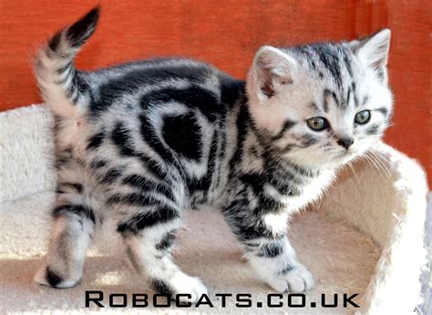 Silver Tabby British Shorthair Kitten Silver Tabby Cat British