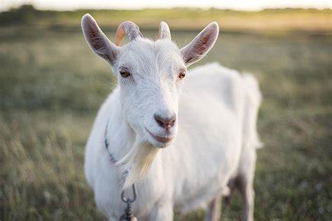 Woman Facing Felony Charges After Stealing And Painting Neighbors Goat