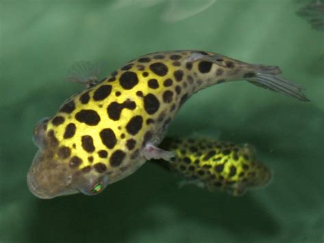 Diet Of The Green Spotted Puffer