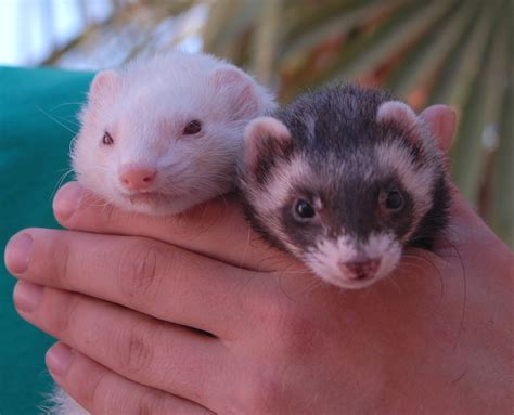 Ferrets with beautiful souls ready for adoption.