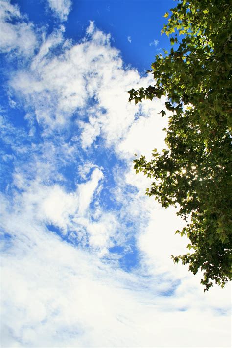 Blue Sky White Cloud And Tree Free Stock Photo Public Domain Pictures