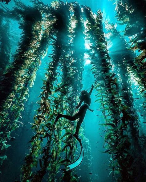 The Ocean On Instagram Kelp Forest 😍 Kelps Thrive In Cooler More