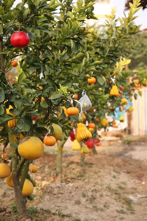 Unique Garden Of Multi Fruit Trees In Hanoi News Vietnamnet